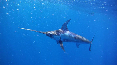 The 175-lb. swordfish, right before it charged Kevin Tierney.