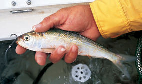 Supercharge Your Live Baits! Supercharge Your Live Baits!
