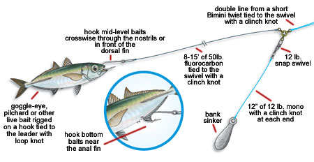 Rigs For Catching Live Baits – Tackle Tactics
